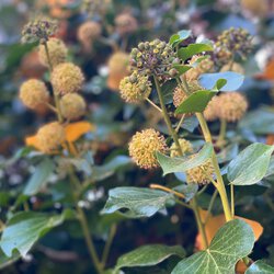 Herbst V